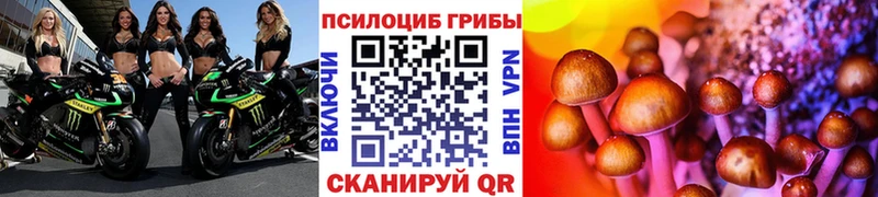Купить где  Ейск  Псилоцибиновые грибы Psilocybe 